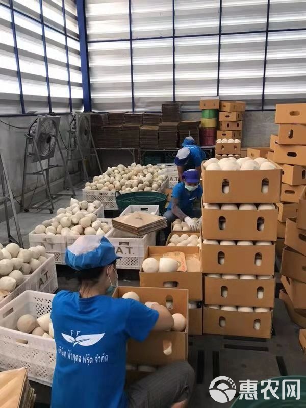 一椰知天下 探尋泰國香水椰青之美從昆明起步